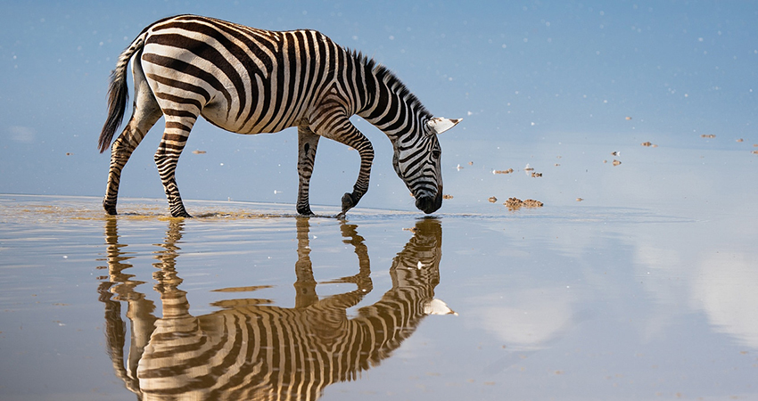 2-days-1-night-masai-mara-safari-package-1
