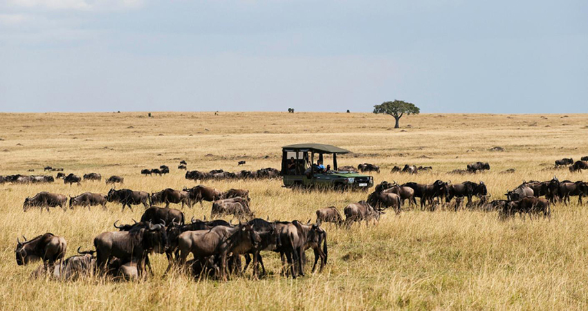 6-days-5-nights-amboseli-aberdares-lake-nakuru-masai-mara-safari-package-1