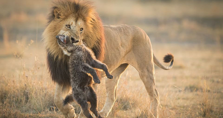 9-days-8-nights-amboseli-serengeti-lake-manyara-ngorongoro-safari-package-1